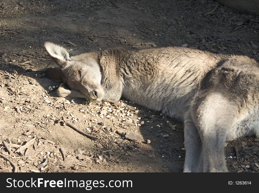 Grey kangaroo sleeping in the sun. Grey kangaroo sleeping in the sun