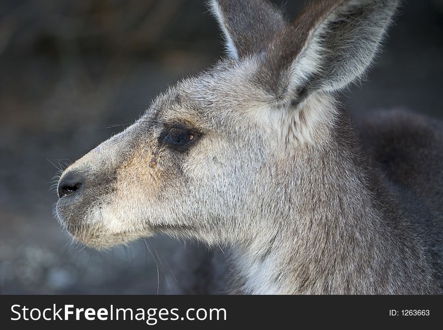 Grey kangaroo standinig in the sun