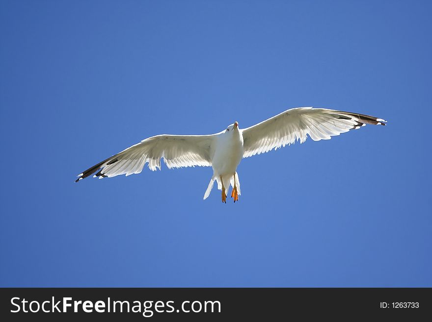 A seagull in flight on a sunny day with a dark blue sky in the background. A seagull in flight on a sunny day with a dark blue sky in the background