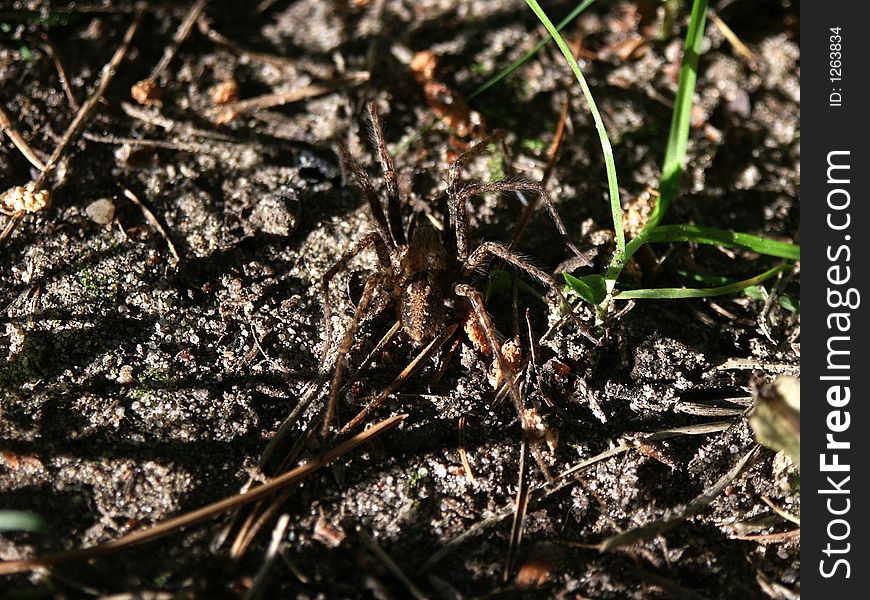 Scary spider in morning (low) sunlight
