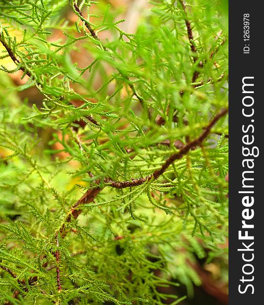 Green of Nature after the rain. Green of Nature after the rain.