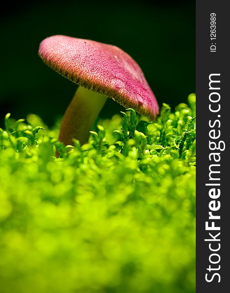 Colorful mushroom growing on  moss, in a mountain forest