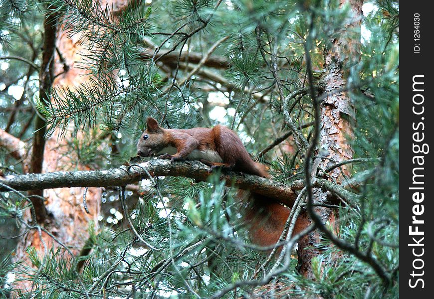 Squirrel On Pine Tree