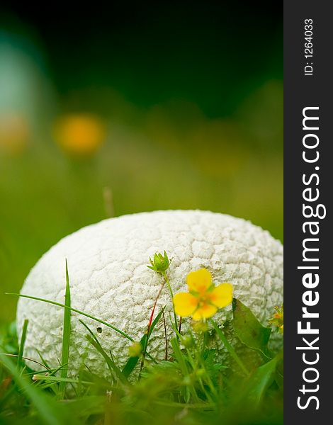 White mushroom growing on the cool, soft grass, in a mountain forest, with a little yellow flower near it, under a cool, shady light. White mushroom growing on the cool, soft grass, in a mountain forest, with a little yellow flower near it, under a cool, shady light