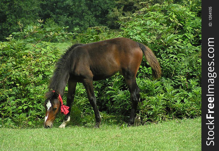 Young horse eating green grass