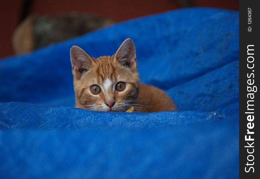 Kitten Peeks Over Blue