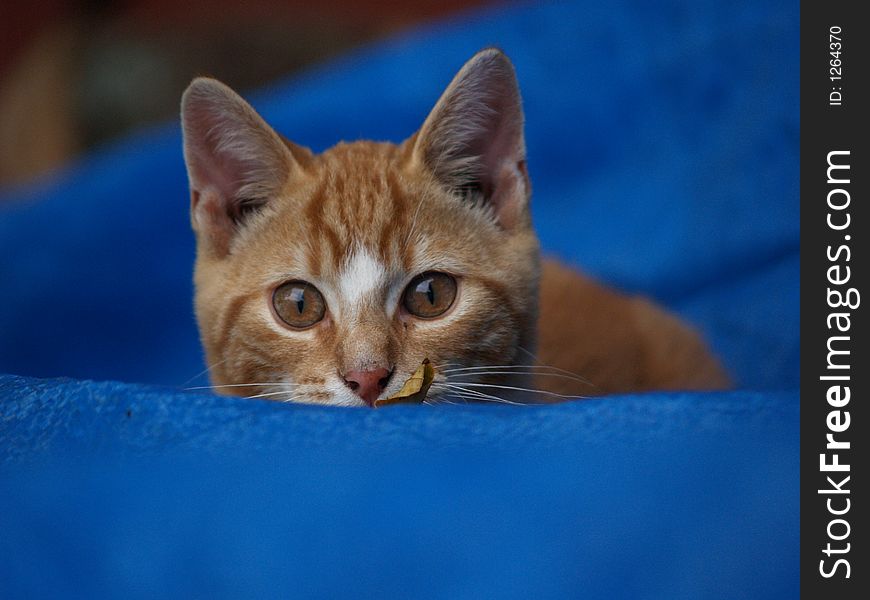 Kitten Peeks over blue