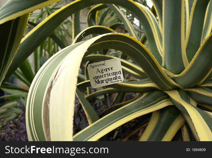 Agave Americana cactus tagged with label. Close, macro. Agave Americana cactus tagged with label. Close, macro.