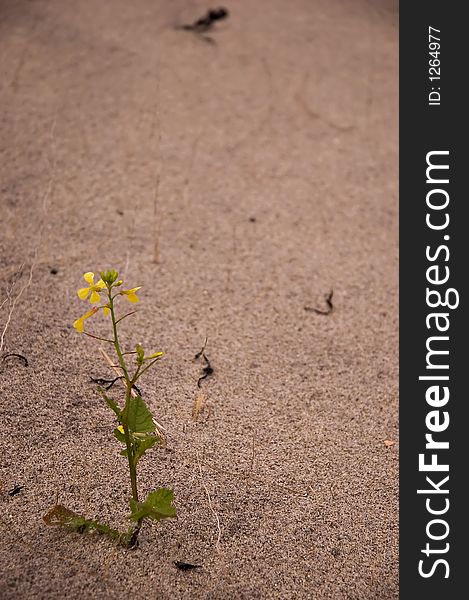 Flower in the sand on the beach in kejimkujik nation park