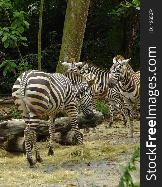 Zebras feeding in their habitat