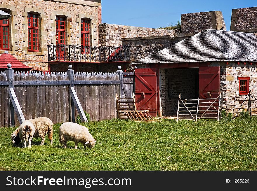 Louisbourg farm building with sheep grazing