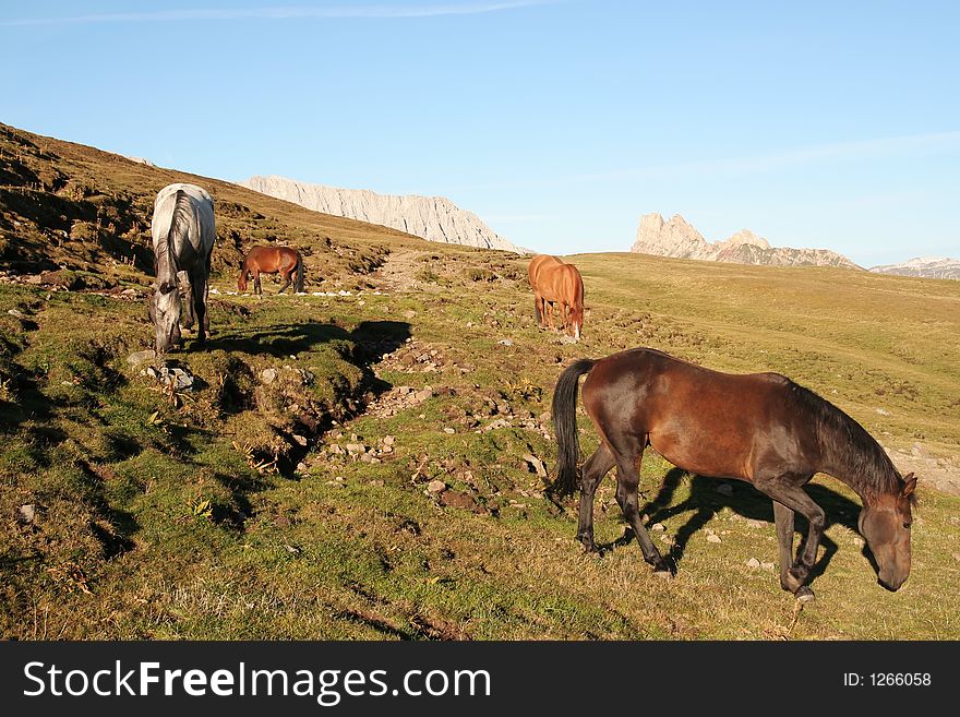 Horses grazing on high pasture