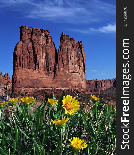 Sunflower And Red Rock