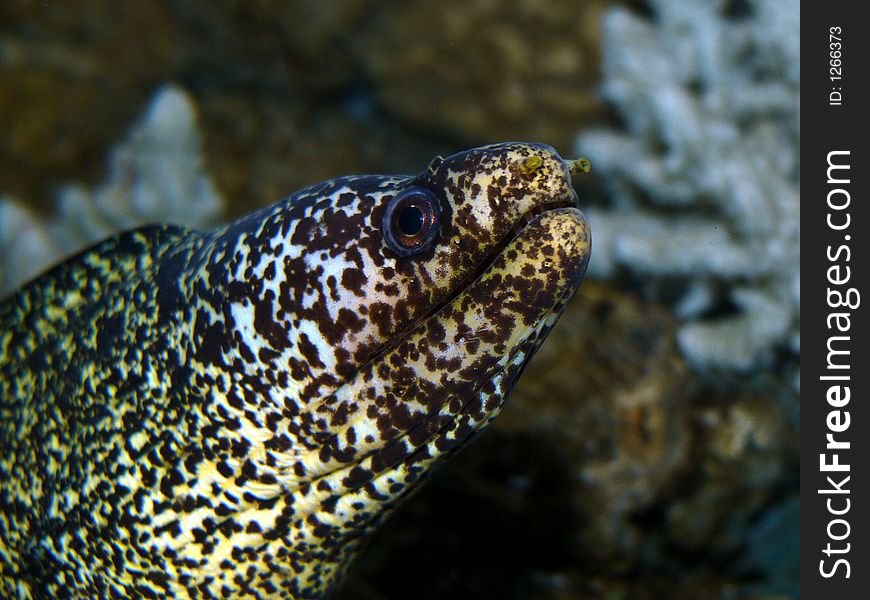 Famous agressive sea fish - portrait in salt-water aquarium. Famous agressive sea fish - portrait in salt-water aquarium