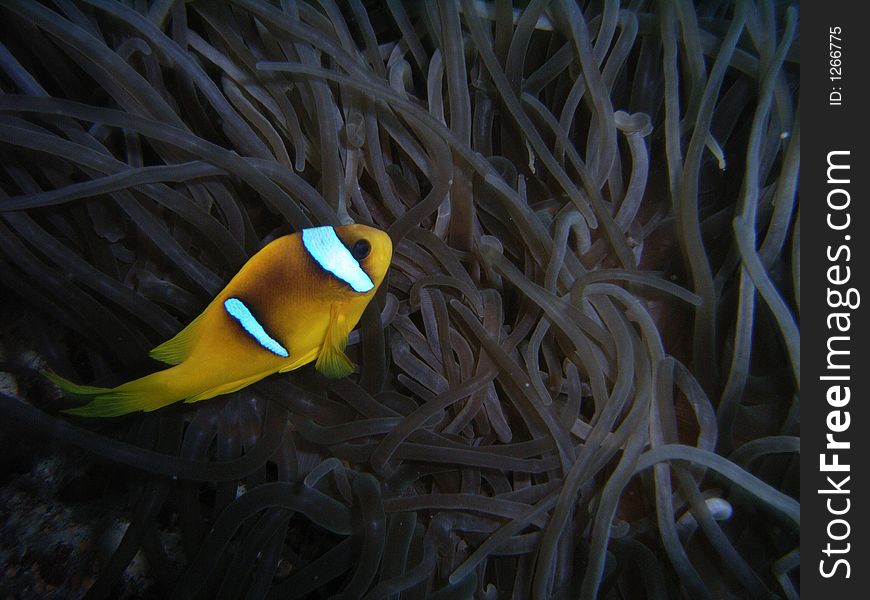 Yellowtail Clownfish among an anemones. Yellowtail Clownfish among an anemones