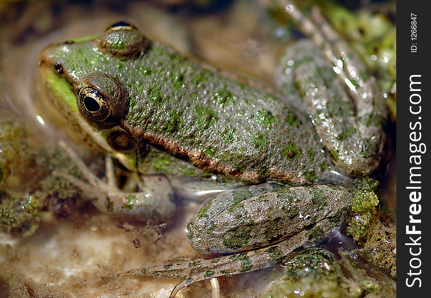 Close-up on a frog in the wild
