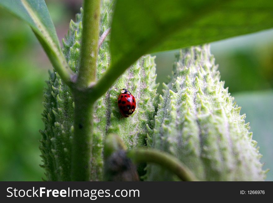 A lady bug rests on the pods of a plant. A lady bug rests on the pods of a plant