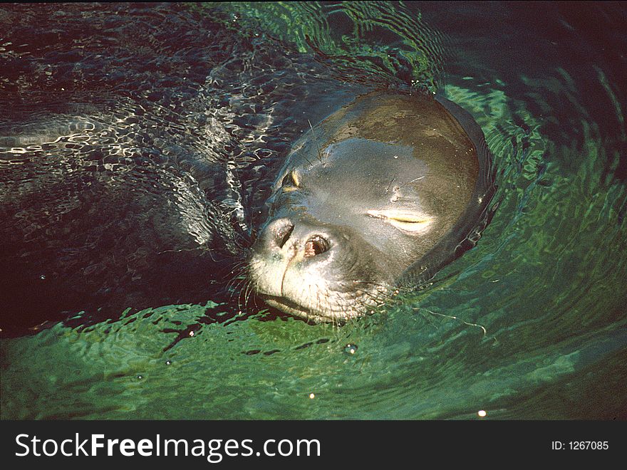 Sea lion enjoys a lazy swim.