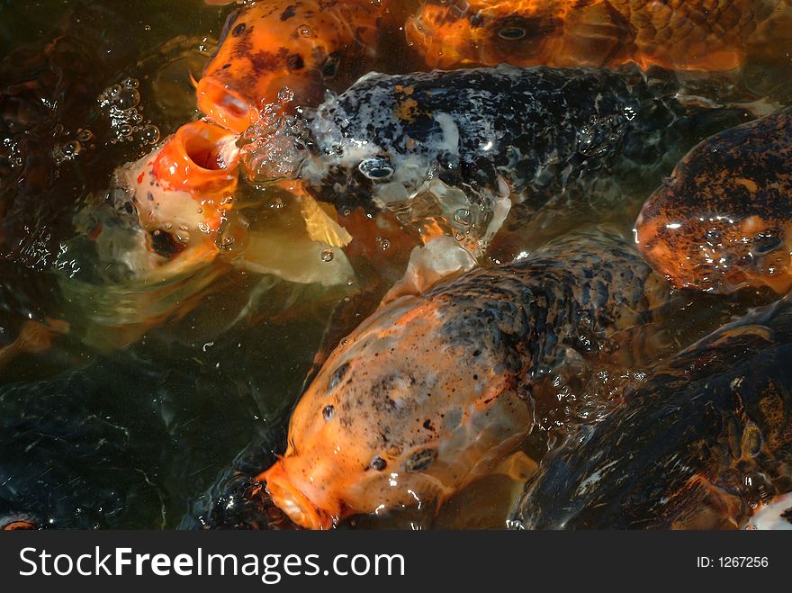 Red fishes very excited in water