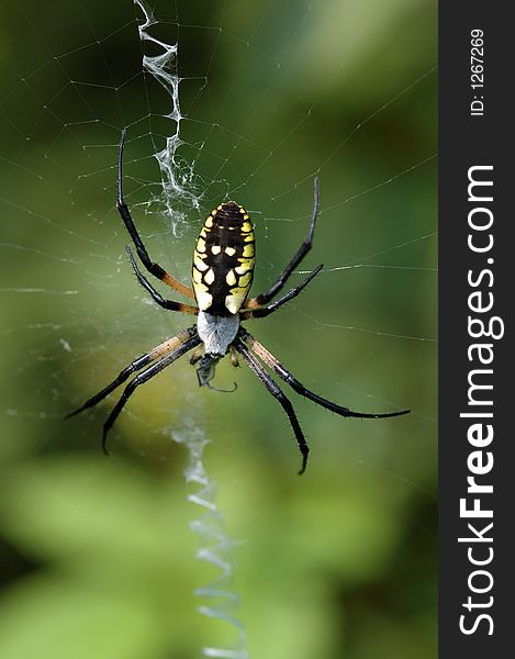 Macro of golden black and yello Garden Spider weaving a web. Macro of golden black and yello Garden Spider weaving a web.