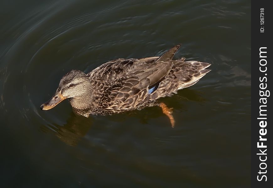 Duck swimming in the Potomac River in Washington, D.C.