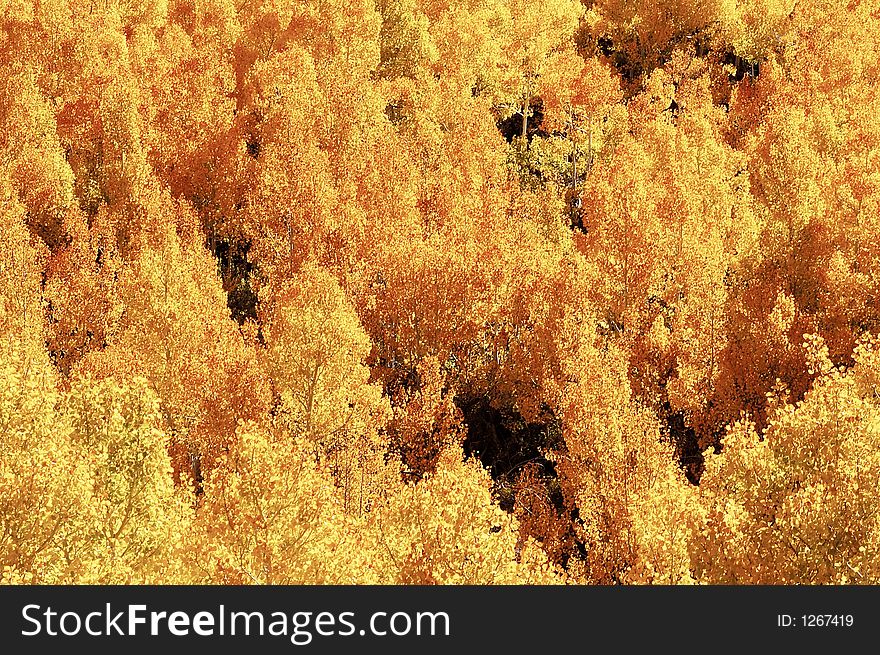 Bright colored Aspen leaves in the fall. Bright colored Aspen leaves in the fall.