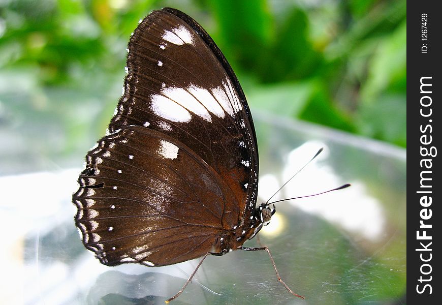 A dark red butterfly with wings closed.