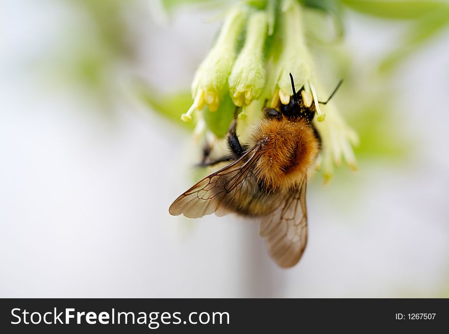 Bumblebee gathering honey on honeysuckle flowers