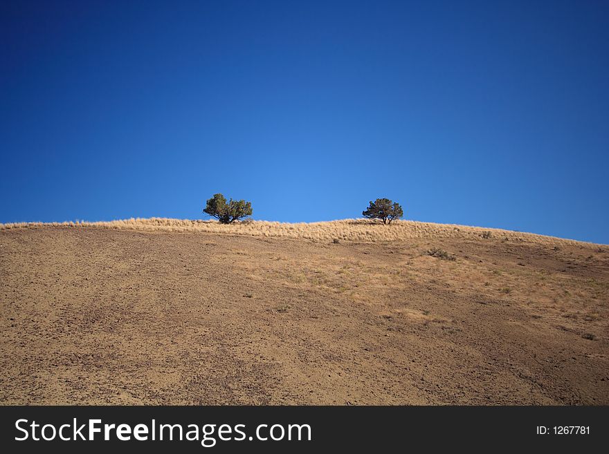 Lonely trees in the high desert