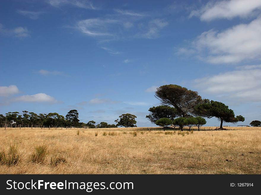 Alone tree on blue sky and yellow field