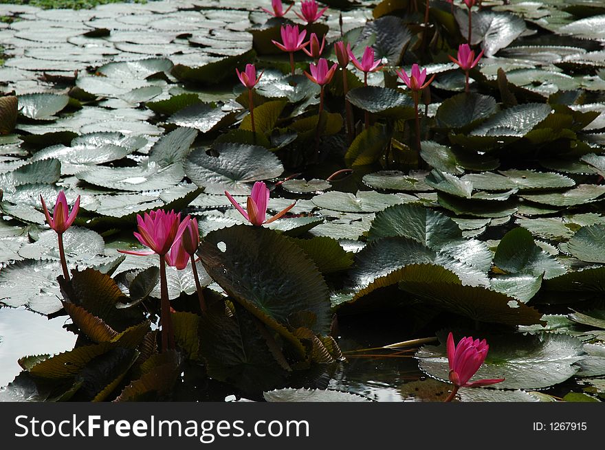 Water lily in cambodia pond
(the earning of this photo will be donated to foundations that support cambodia kids)