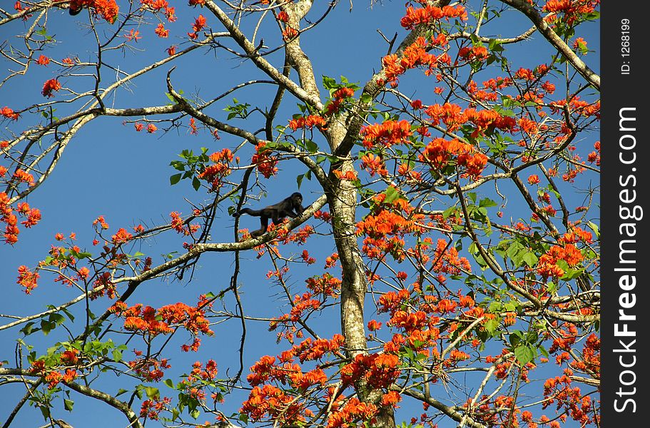 Monkey in the middle of blossom in Costa Rica. Monkey in the middle of blossom in Costa Rica.