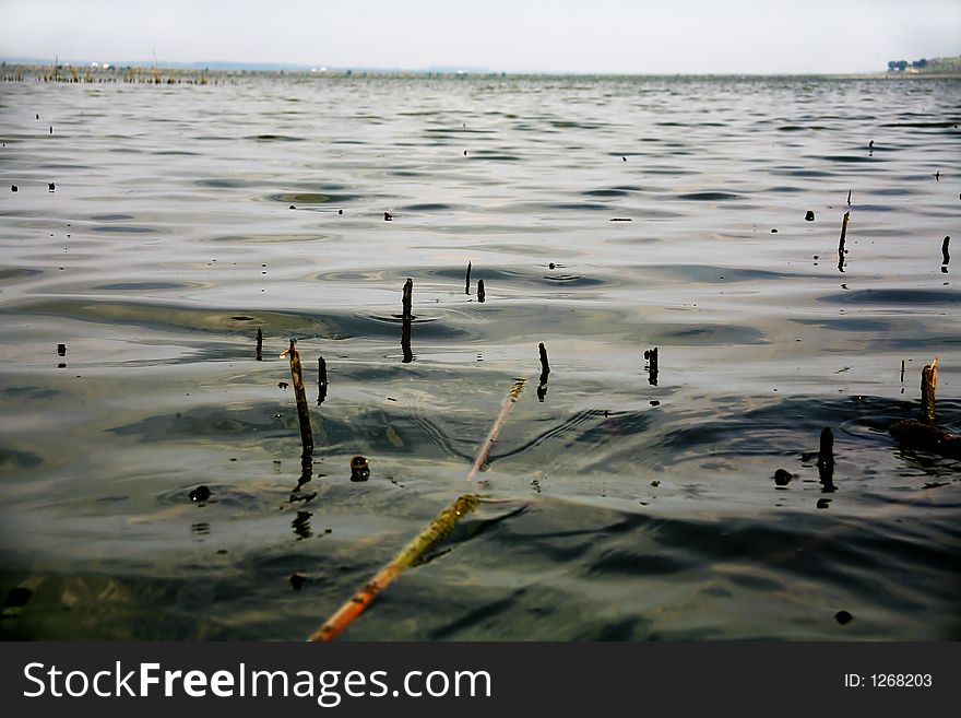 Plugs in the lake in Danube delta