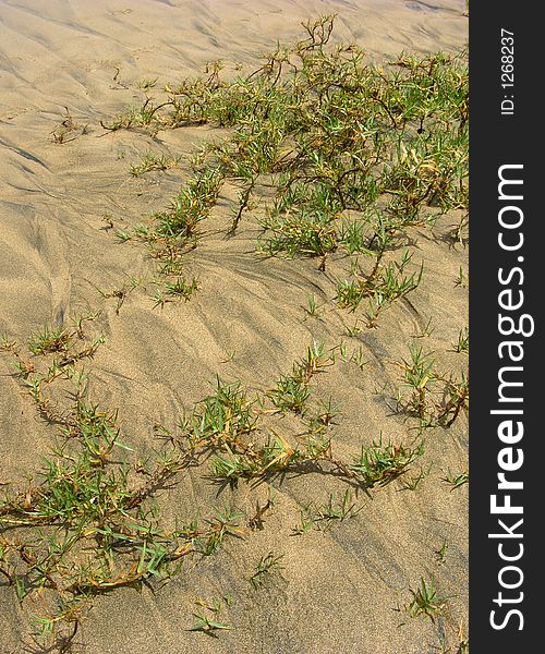 The grass on Playa Bonita beach sand in Costa Rica. The grass on Playa Bonita beach sand in Costa Rica.