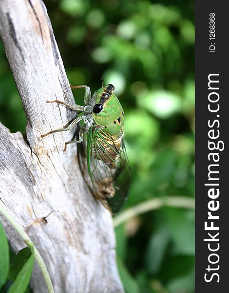 A photograph of a cicada taken in Oklahoma. A photograph of a cicada taken in Oklahoma.