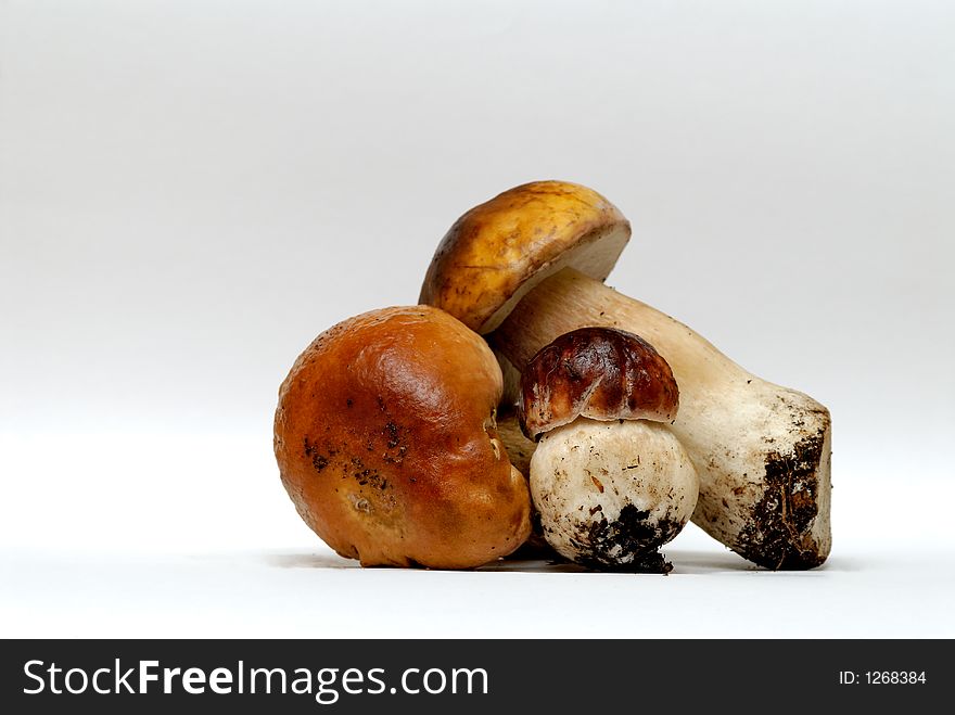 Edible brown mushrooms on a white background