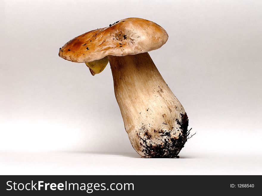 Edible brown mushroom on a white background