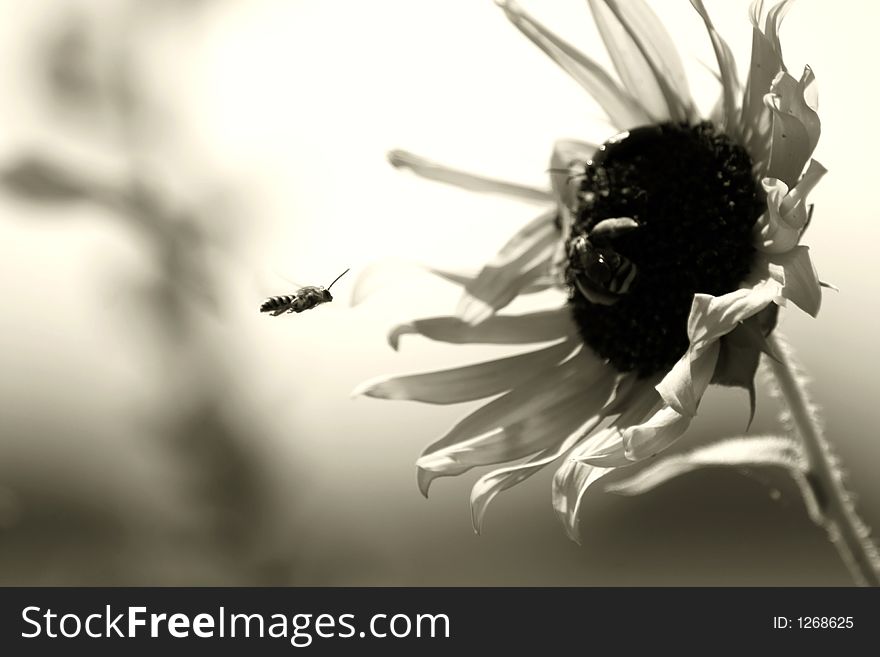 A photograph taken of a bee in flight towards a sunflower. A photograph taken of a bee in flight towards a sunflower.