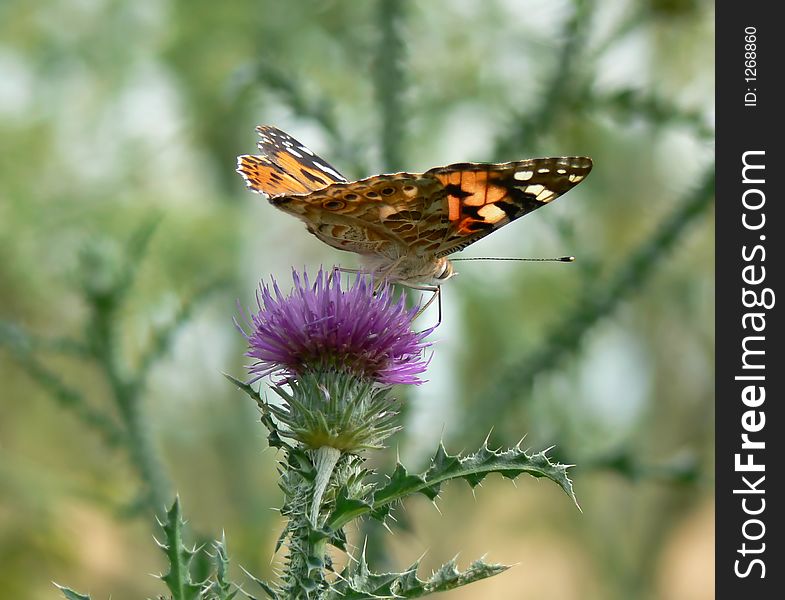 Butterfly On Thistle