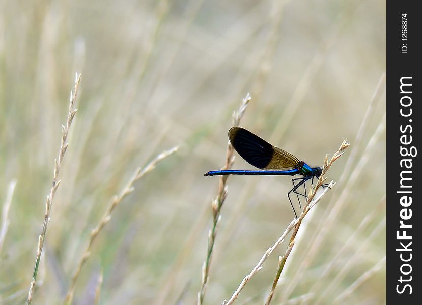 Dragonfly resting on stalk, summer