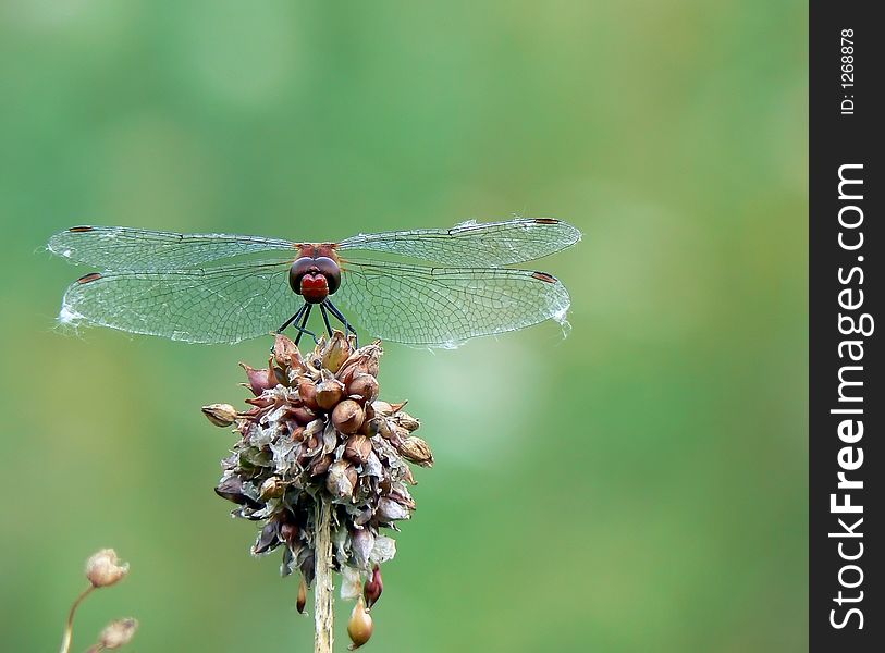 Dragonfly resting on flower (green background)