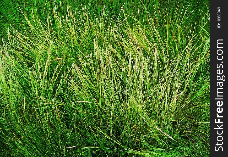 Wild grass background folded after the heavy rain