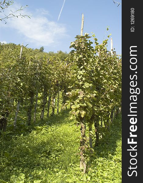 Vineyard in summer season - early september