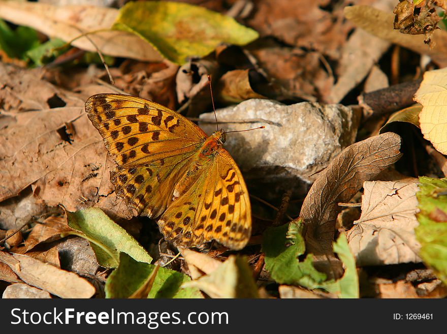 Argynnis Paphia Butterfly