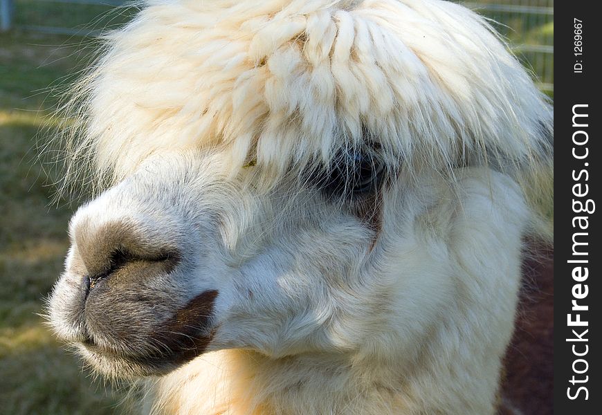 Portrait of a White Lama. Portrait of a White Lama