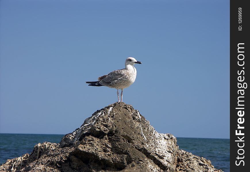 Seagull sitting on top of a rock by the sea. Seagull sitting on top of a rock by the sea