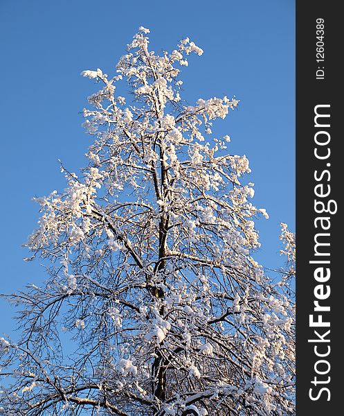 Color photo of tree branches in snow. Color photo of tree branches in snow