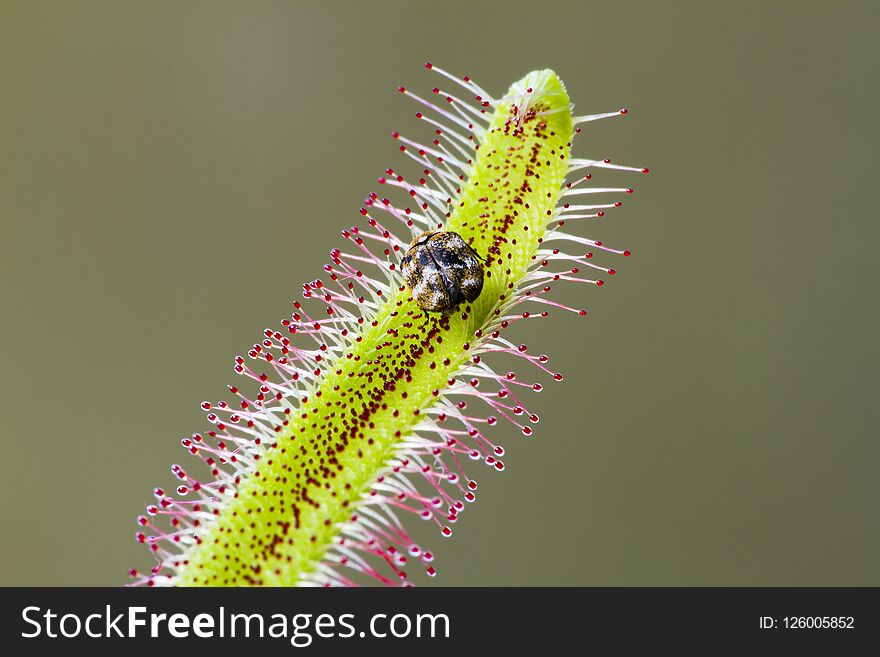 A Drosera capensis eating a small bug. A Drosera capensis eating a small bug.