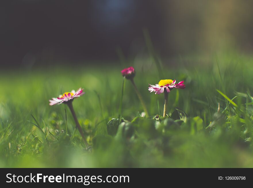 Pretty Pink Daisy flowers in green grass with bright and lively colors and soft focused background during warm day of spring. Selective focus. Pretty Pink Daisy flowers in green grass with bright and lively colors and soft focused background during warm day of spring. Selective focus.