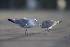 An Adult And Juvenile Common Gull Royalty Free Stock Photos